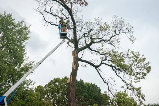 How Our Tree Care Process Works  in  South Plainfield, NJ