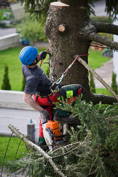 Professional Tree Services in South Plainfield, NJ